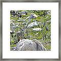 Grey Fox Framed Print