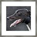 Greyhound Dog Portrait Framed Print