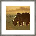 Grizzly Bear Foraging At Sunset Katmai Framed Print