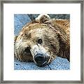 Grizzly Bear Ursus Arctos Horribilis Framed Print