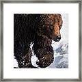 Grizzly On Snow Framed Print