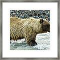 Grizzly Sow In Denali Framed Print