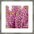 Gulf Fritillary Butterfly On Passionate Pink Flowers Framed Print
