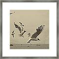 Gulls Framed Print