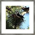 Hairy Woodpecker On Pine Cone Framed Print