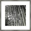 Hakone Bamboo 1 Framed Print
