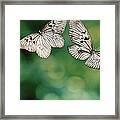 Handkerchief Butterfly Or Wood Nymph Framed Print