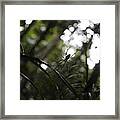 Hanging Spider Framed Print