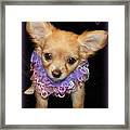 Happy Birthday Chihuahua Framed Print