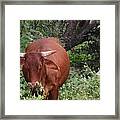 Happy Cow Framed Print