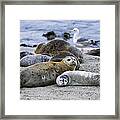 Harbor Seal And Young Pup Framed Print