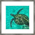 Hawaiian Green Sea Turtle Framed Print