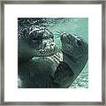 Hawaiian Monk Seals Framed Print
