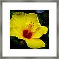 Hawaiian Yellow Hibiscus Framed Print