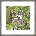 Hawk 9727-1 Framed Print