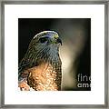 Hawk Framed Print