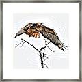 Hawk Taking Flight Framed Print
