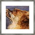 Head Of A Fox Framed Print