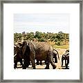 Heard Of African Elephants Framed Print