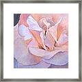 Heart Of A Rose 1 Framed Print