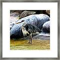 #heron #egret #bird #animal #gray #grey Framed Print