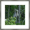 Heron On A Limb Framed Print