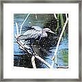 Heron On Alert Framed Print