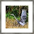 Heron Taking To Flight Framed Print