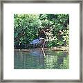 Heron Under Pines Framed Print