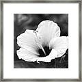 Hibiscus - Black And White Square Framed Print