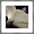 Hibiscus Framed Print