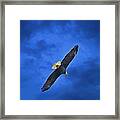 High And Lifted Up Bald Eagle Framed Print