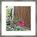 Hill Country Hibiscus Framed Print