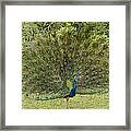 His Royal Majesty Framed Print