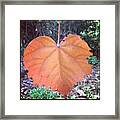 Hola From Costa Rica! Y#miamore Framed Print