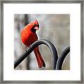 Holiday Red Framed Print