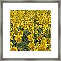 Holy Sunflowers Framed Print