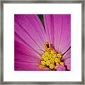 Honey Bee's Candy Dish Framed Print