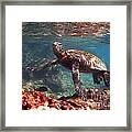 Honu In The Shallows Framed Print