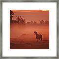 Horse At Sunrise Framed Print