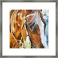 Horse Digital Paintings Framed Print