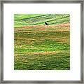 Horse On The Meadow Framed Print