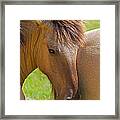 Horse Portrait Framed Print
