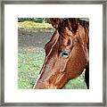 Horse Portrait2 Framed Print