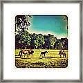 #horses In The Morning Framed Print