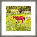 Horses Paradise Framed Print