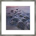 Horseshoe Crabs Crawling Ashore New Framed Print