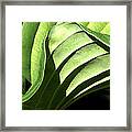 Hosta Leaf Framed Print