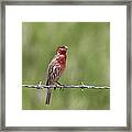 House Finch - Content Framed Print