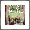 How Much Is That Kitty In The Window? Framed Print